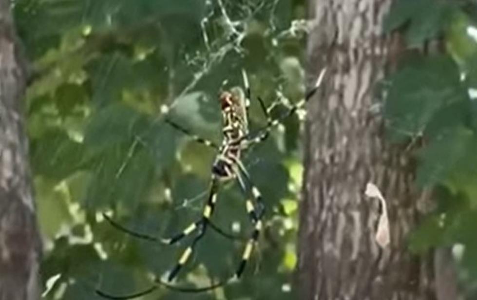 Giant Flying Spider Likely To Be New Invasive Species In NY