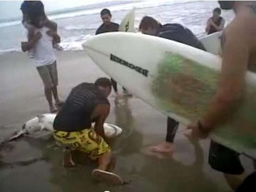 Baby Great White Shark Rescued By Brave Surfers [VIDEO]