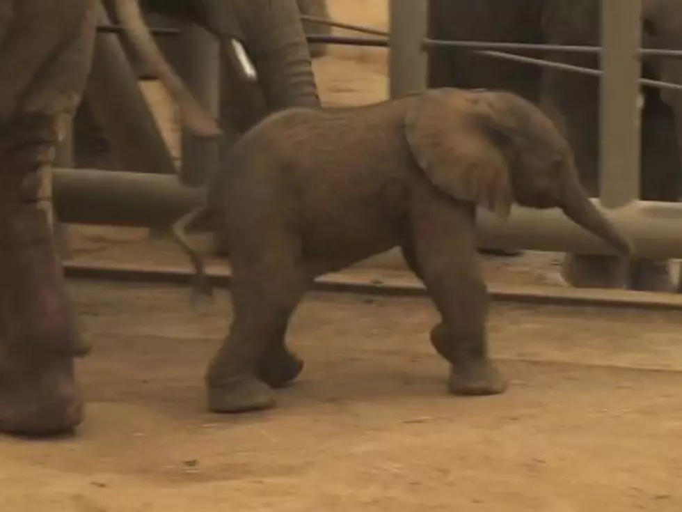 Adorable Baby Elephant Born at the San Diego Zoo [VIDEO]