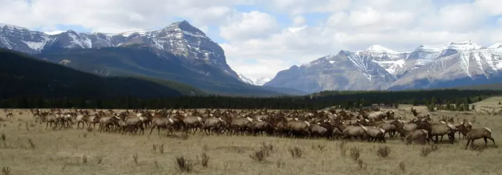 UM Professor Earns New Funding to Continue World’s Longest-Running Elk Study