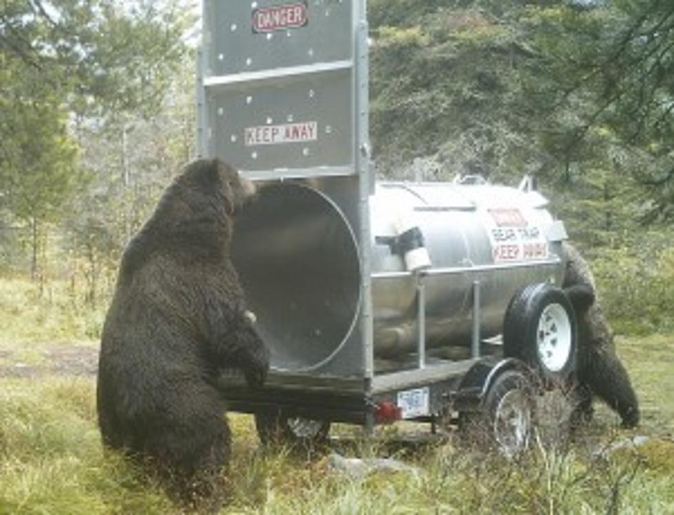 Annual Bear Monitoring and Capturing Begins in Glacier Nat’l Park