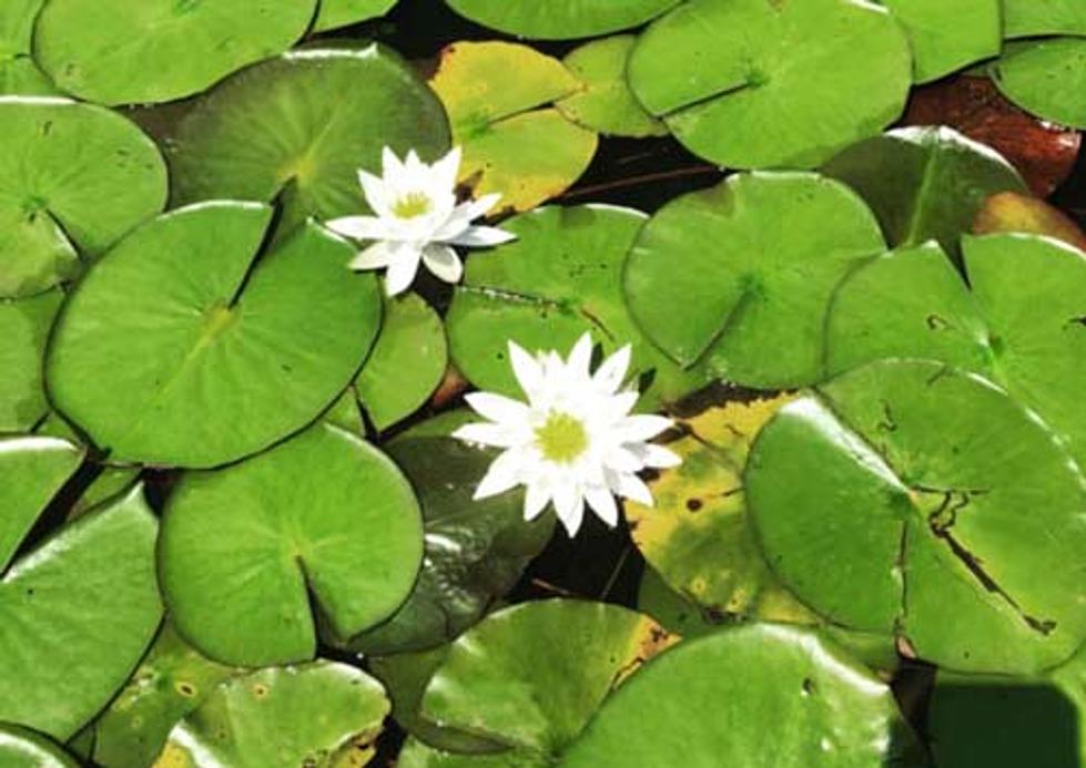 USFS: New Invasive Plant Discovered in Holland Lake