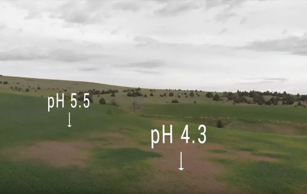 MSU Extension Offers New Video on Cropland Soil Acidification and Management Options in Montana