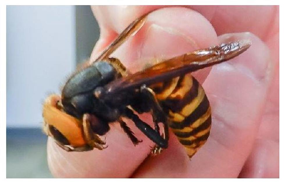 MSU Team Publishes Research on Asian Giant Hornets