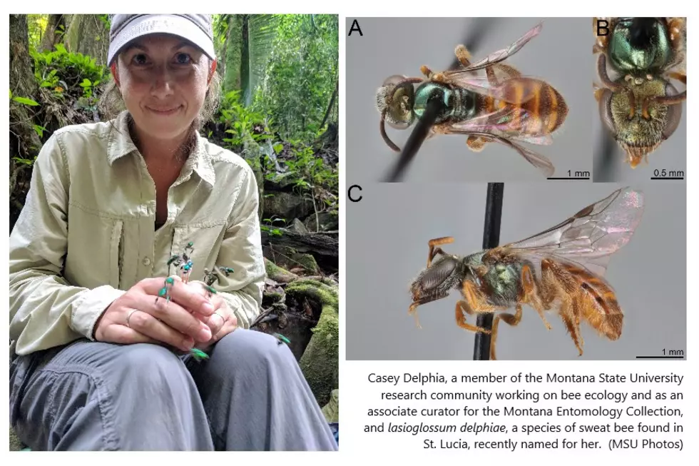 New Bee species Named After MSU Researcher