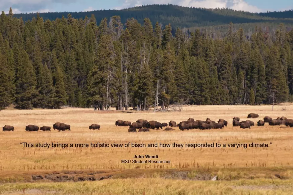 MSU Student Publishes Research on Bison Over Past 20,000 Years