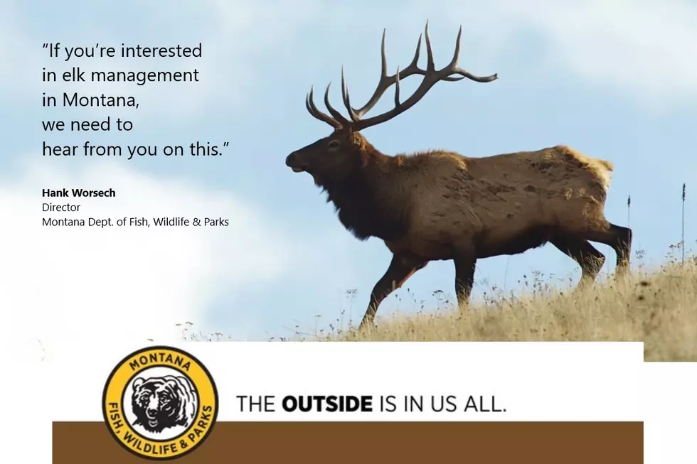 FWP Seeks Public Input on Revisions to Elk Management Plan