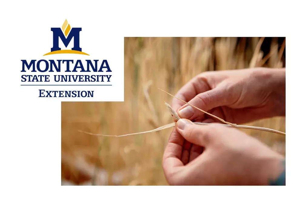 MSU Extension’s Golden Triangle Cropping Seminars Set for January 2023