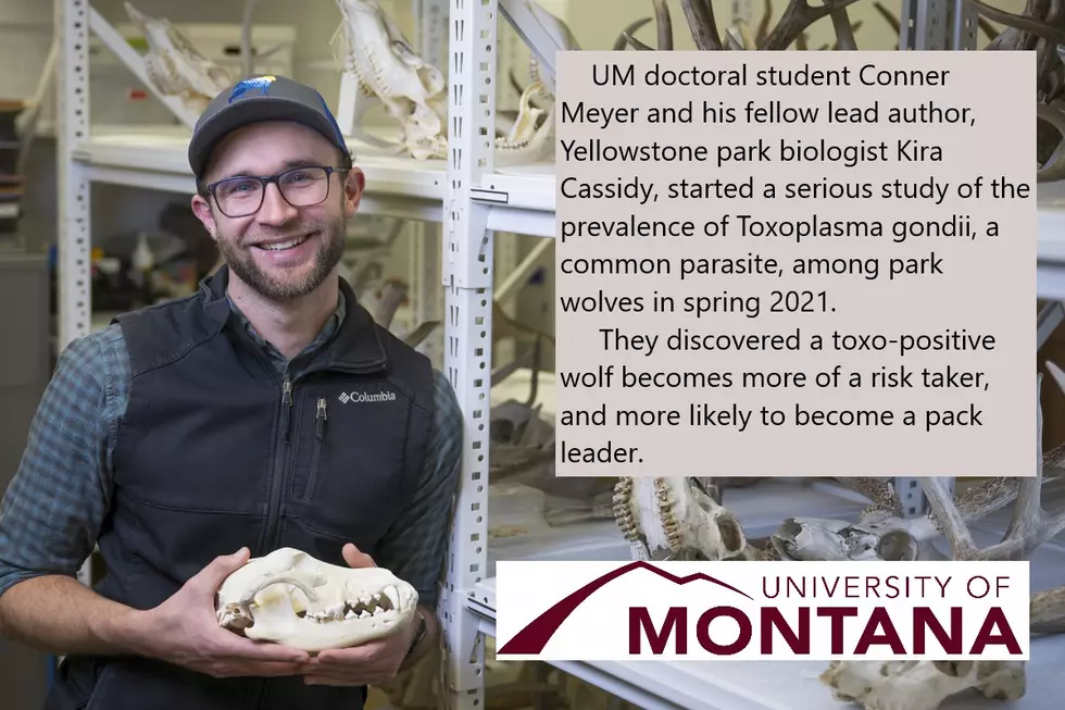 UM Student Research: Parasite May Create Risk-Taking Wolves in Yellowstone