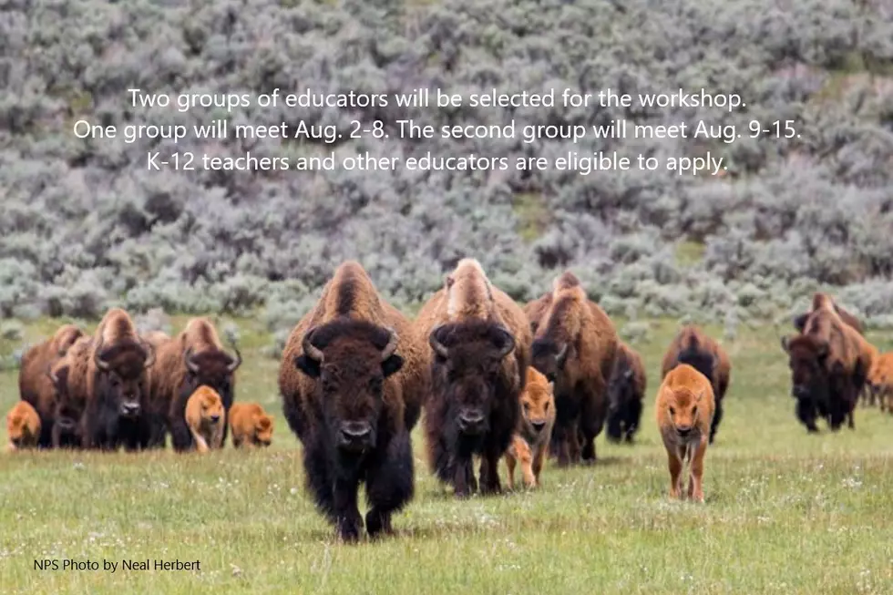 Educators Invited to Apply for Buffalo Curriculum Workshop in Yellowstone