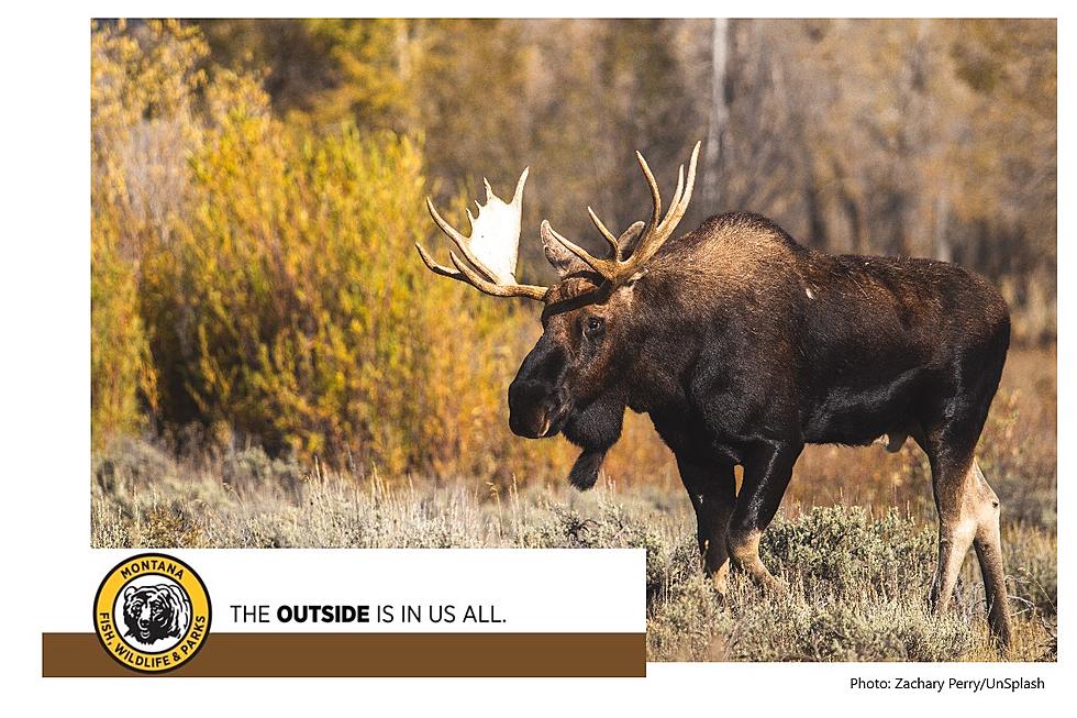FWP Opens Lottery for Moose Hunt on the Blackfeet Reservation