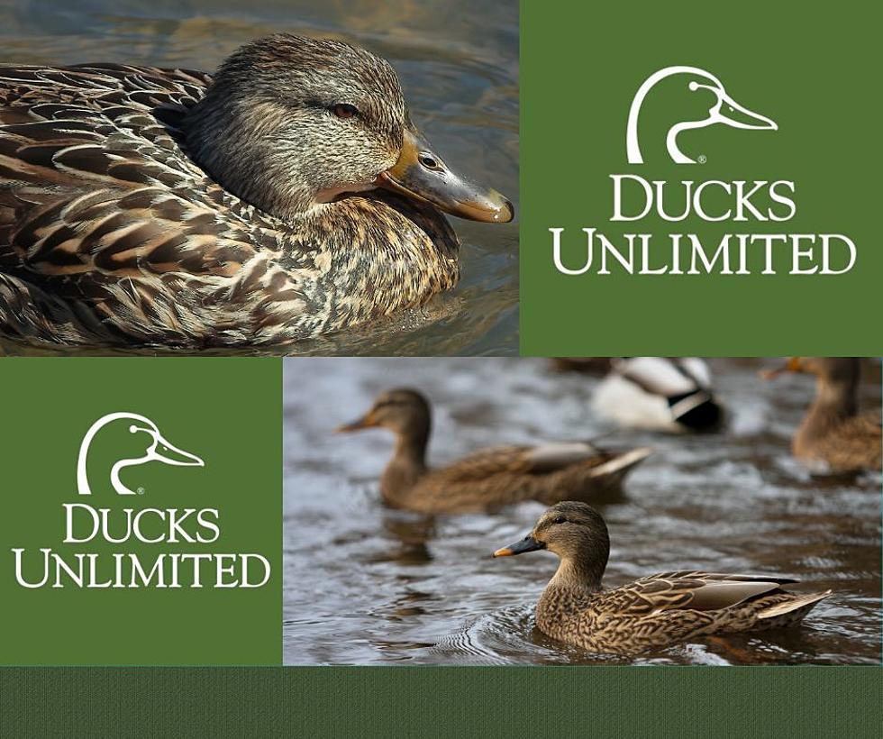 Nature Calls; Local Ducks Unlimited Event is Friday