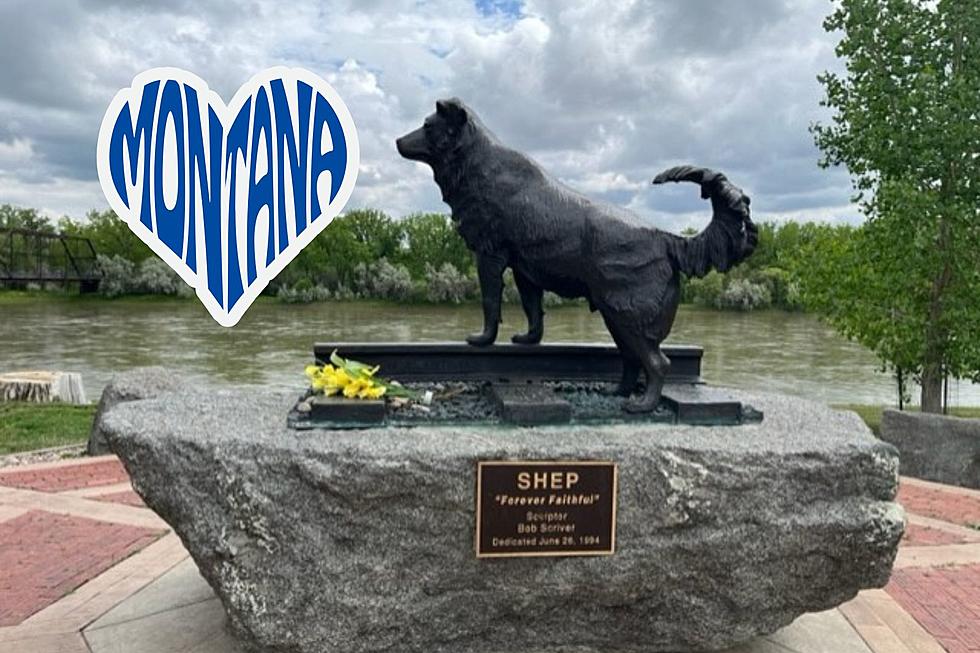 ‘Forever Faithful’ The Story Of Shep, Montana’s Most Famous Dog