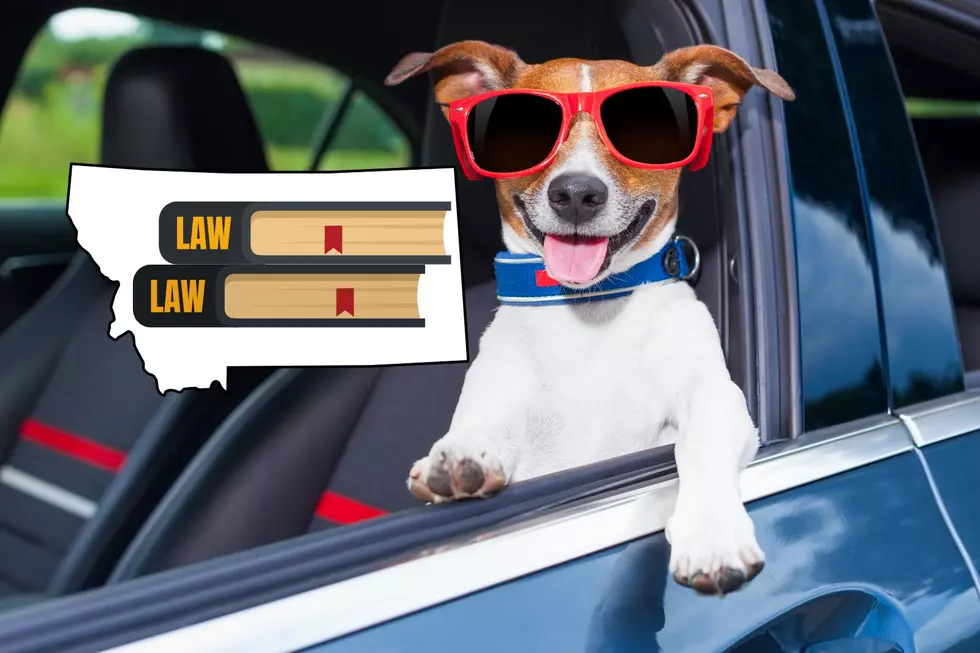 ADVICE: Is Leaving Your Pet Alone In The Car Illegal In Montana?