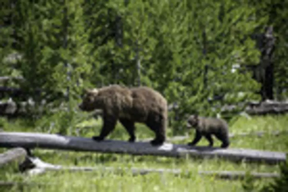 Where does the Grizzly Bear rank compared to bears around the world?