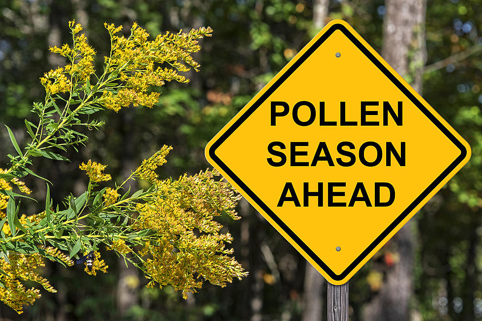 Great! Allergy Season Is Almost Here- What Can I Do To Survive It
