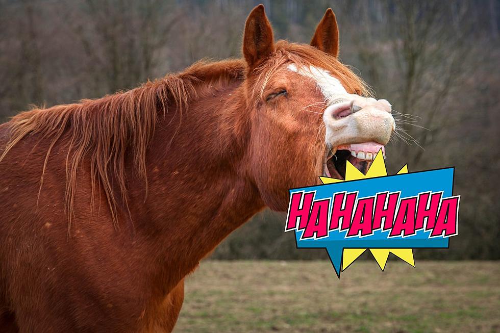 Laugh Away Your Day With This List Of Funniest Horse Names Ever.
