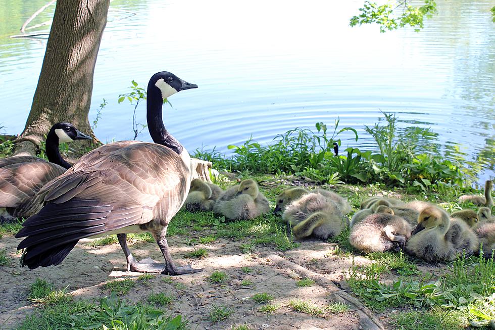 SLOW DOWN- Goslings Are Out And They Do Not Look Both Ways