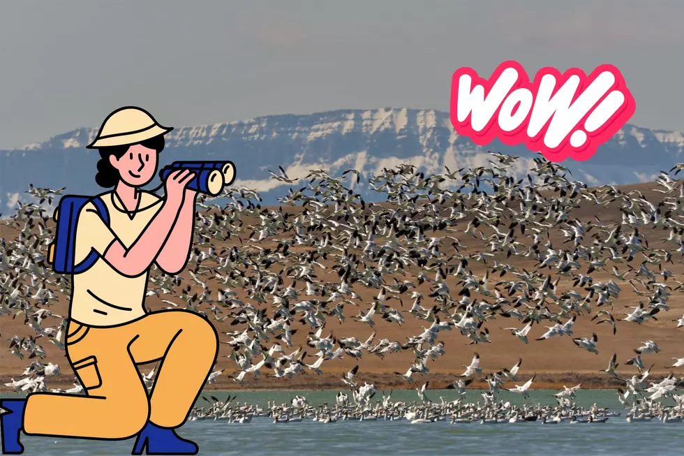 Check It Out: Thousands of Waterfowl Taking Flight In Montana