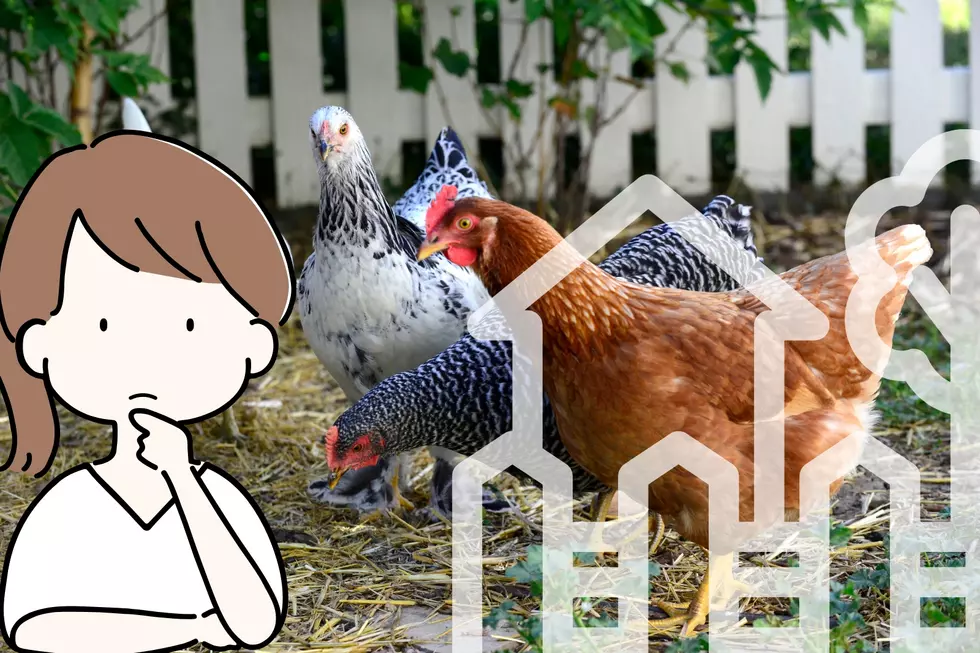 Are Chickens Really Such A Bad Idea In Great Falls?