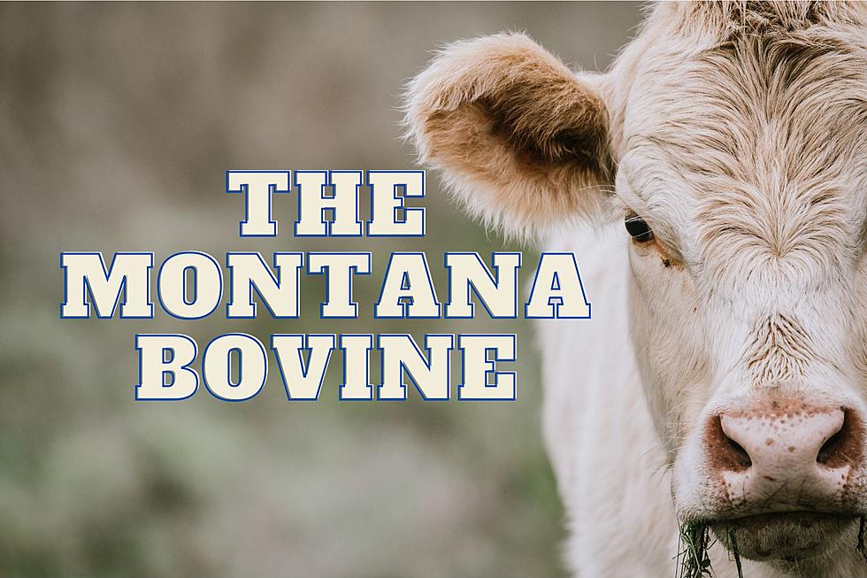 10 Fuzzy Bovine Residing In Montana - Before They Hit The Plate