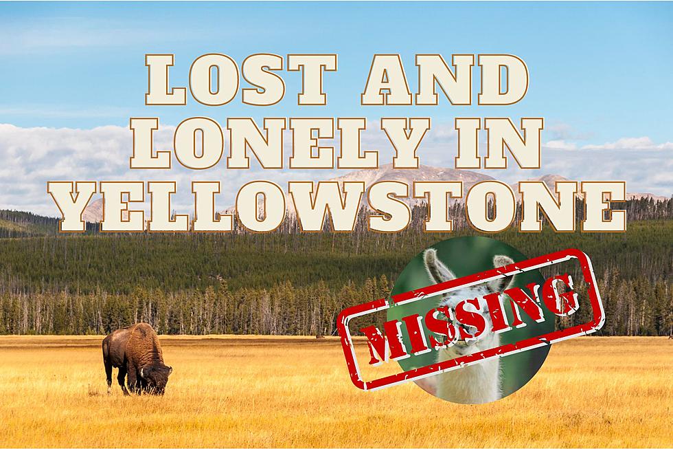 Have You Seen Me?  Animal Lost in Yellowstone National Park