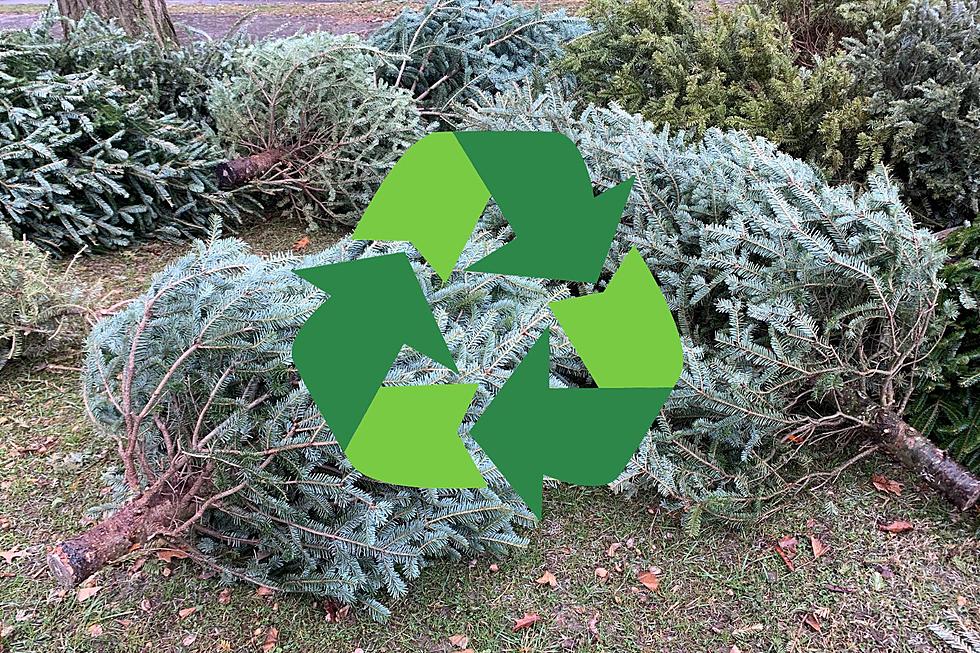 Here Are The Christmas Tree Recycling Details For Great Falls