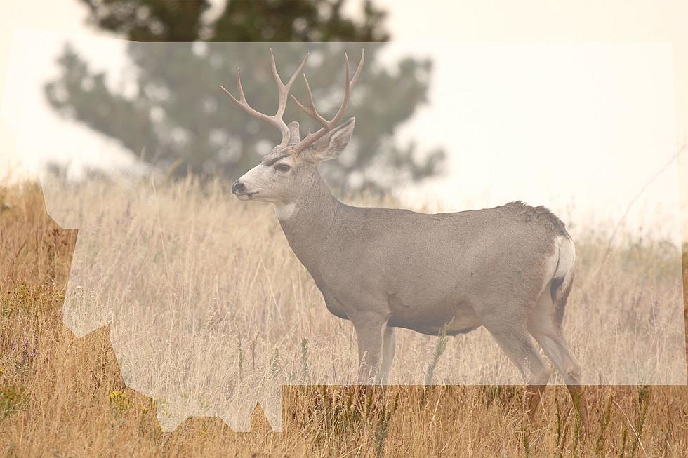 Montana Mule Deer Hunters Here's Your Chance To Get Involved 