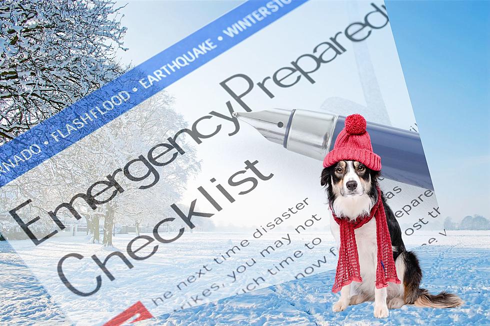 Winter Preparedness For Pets: The Most Popular Emergency Items