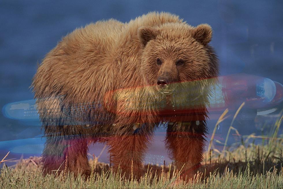 Montana Man Charged For Killing Grizzly And Hiding Evidence