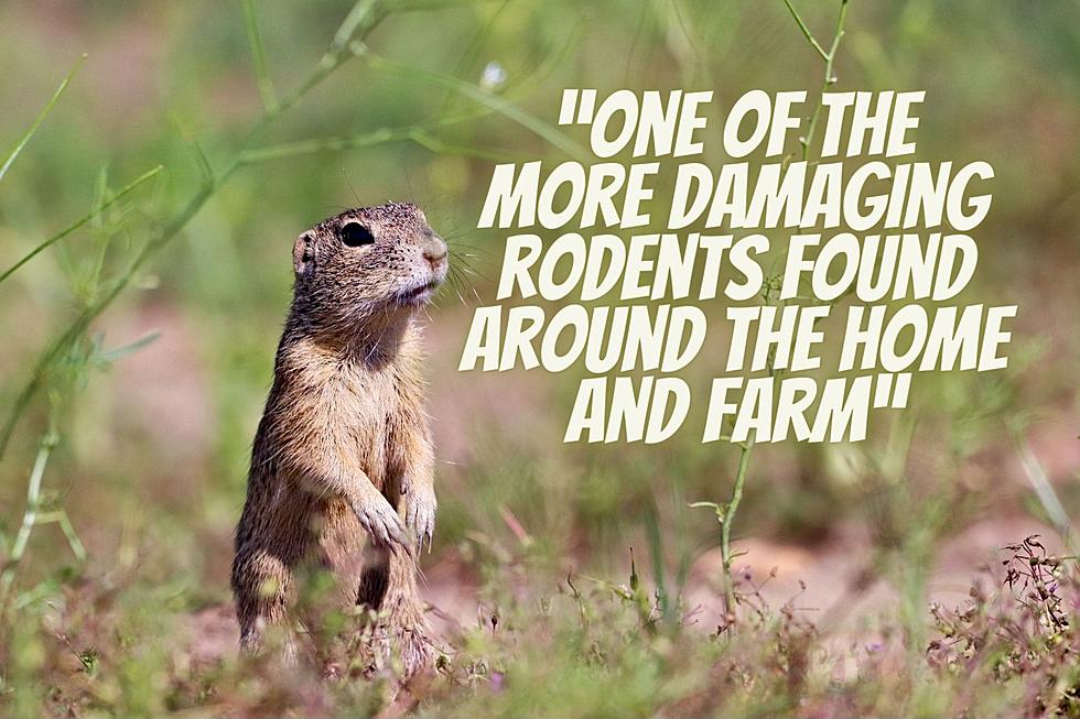 Montana Makes Top 10 States for This Pesky Rodent