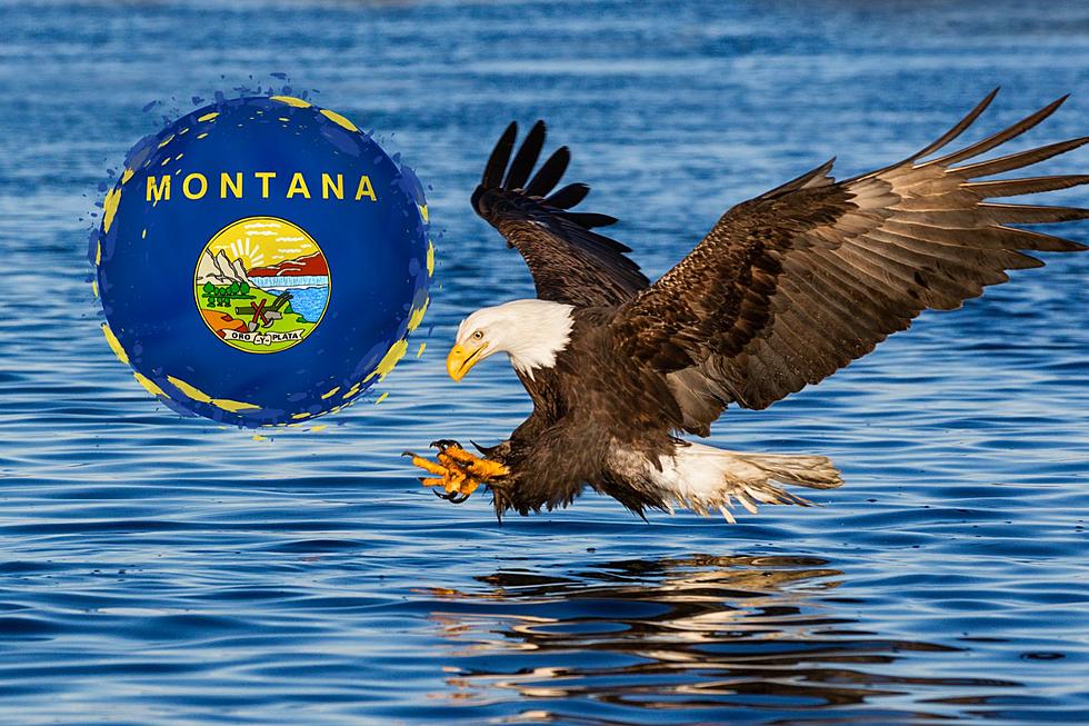 A Once in A Lifetime Experience with Eagles in Montana