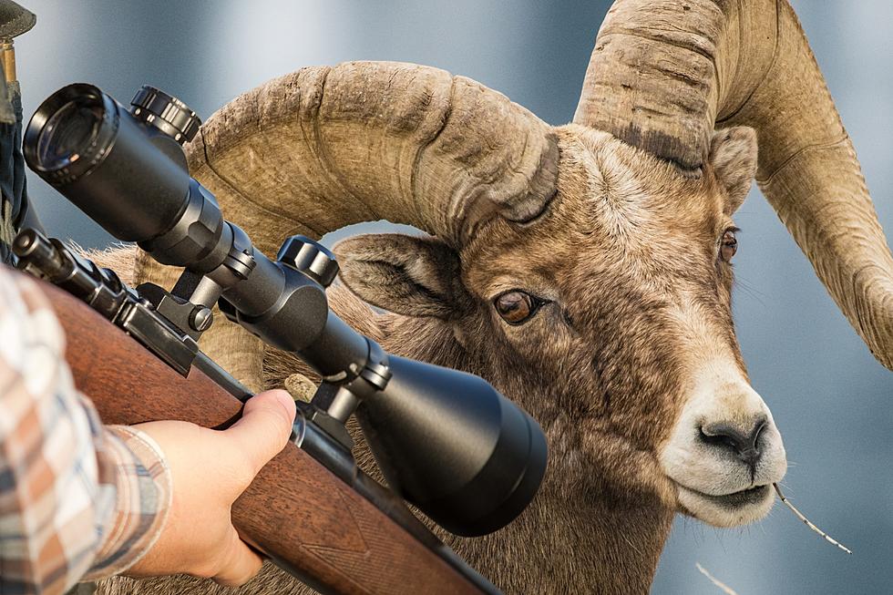 Montana Hunting License Fetches An Enormous Price In Nevada