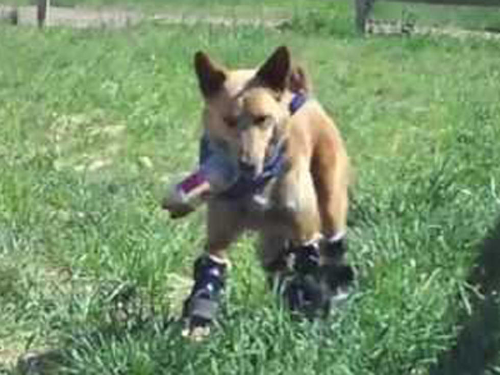 Meet Naki’o, the First Dog With Four Prosthetic Paws [VIDEO]