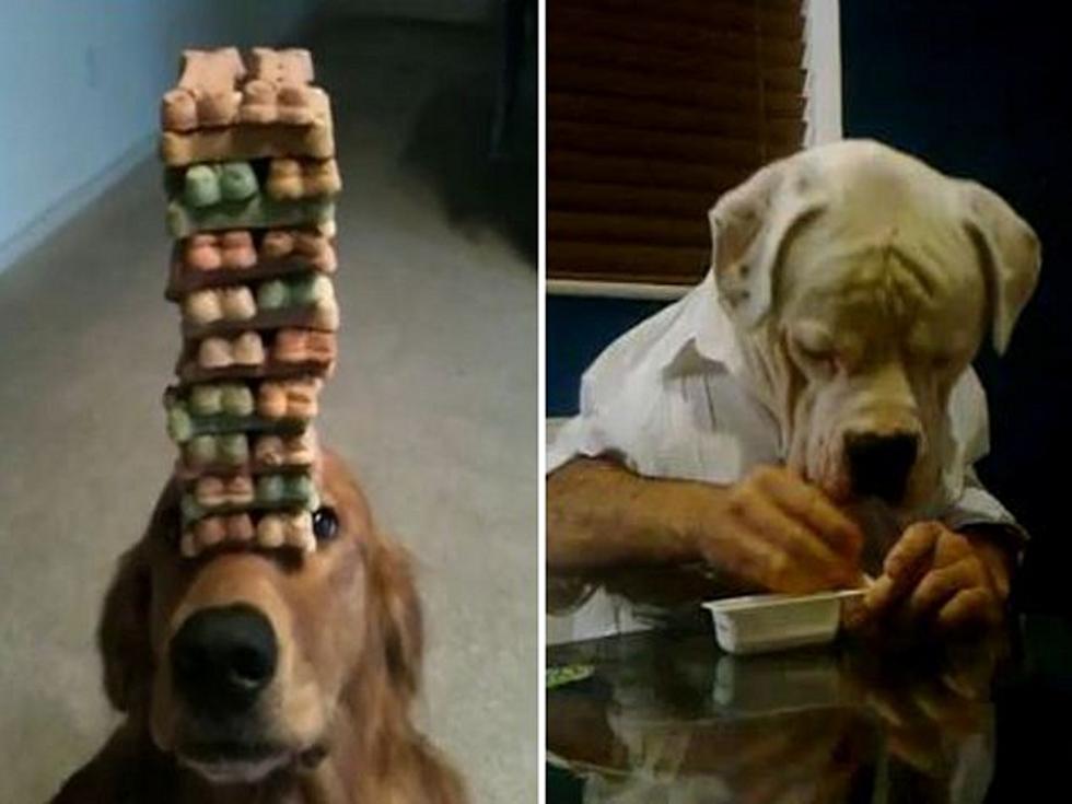 The Cutest Dog Videos of 2011