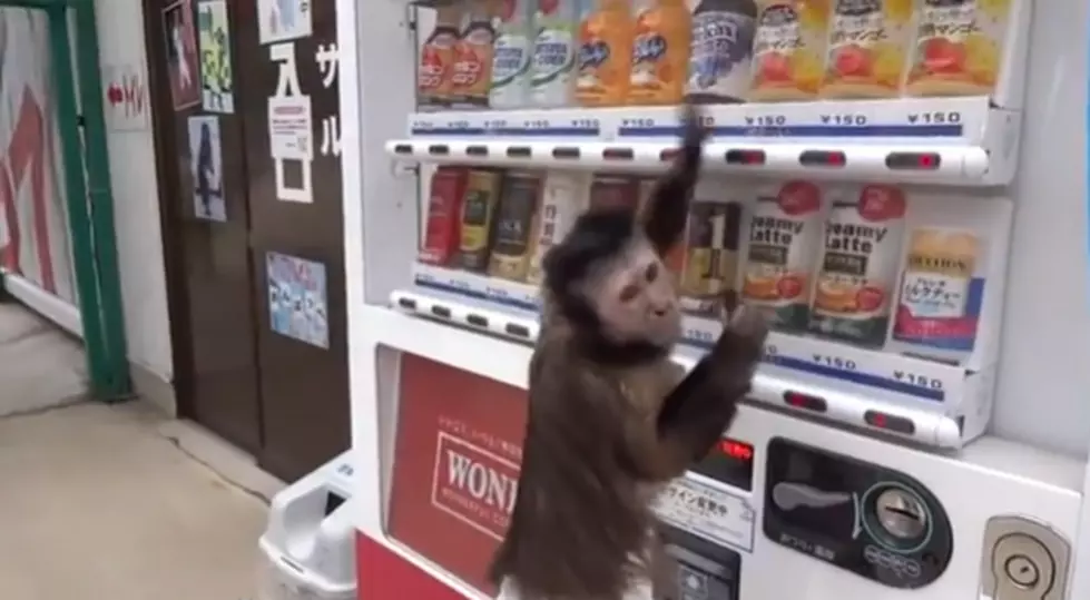 Monkey Gives Lesson on How to Take out Frustration on Vending Machine