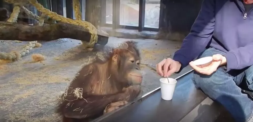 A Little Magical Monkey Business [VIDEO]