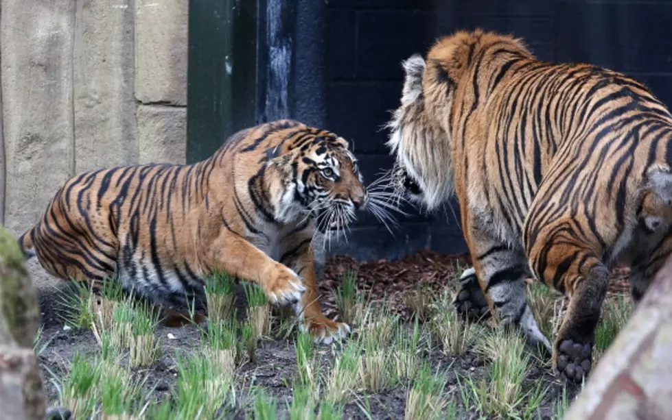 Oklahoma City Zoo Streaming Tiger Cam