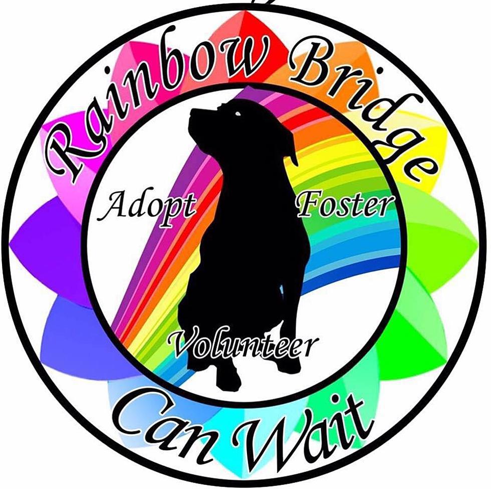 Rainbow Bridge Can Wait Hosting Huge Adoption Event [AUDIO]