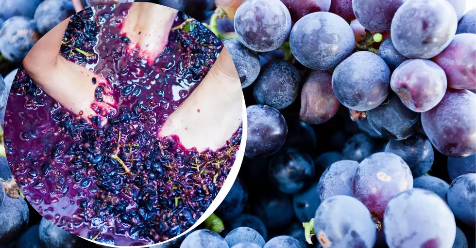 Medicine Park to Host Grape Harvest and Stomp