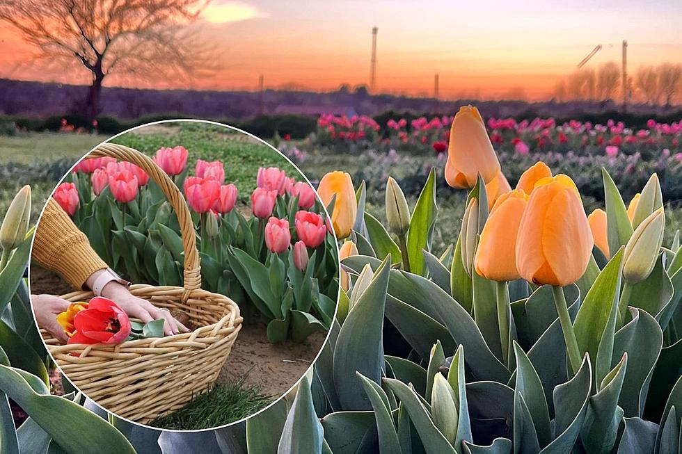 Here&#8217;s How to Pick Your Own Tulips in Oklahoma