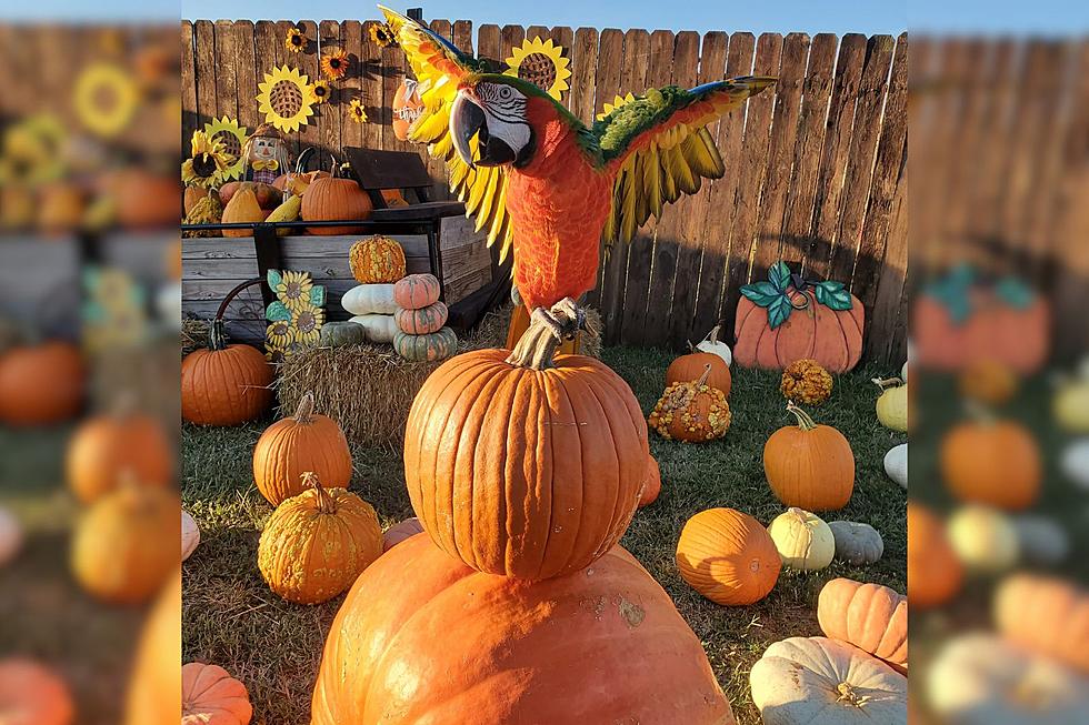 Have Fall Fun at This Oklahoma Exotic Animals Pumpkin Patch