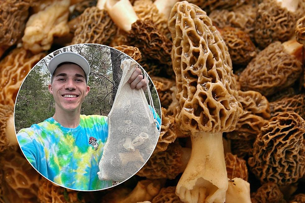 Mammoth Amounts of Morel Mushrooms Are Popping Up All Over Oklahoma