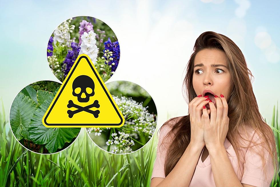 Avoid These Eight Poisonous and Toxic Plants in Oklahoma