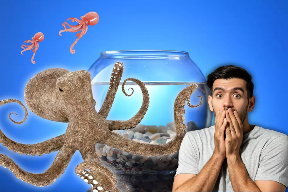 Oklahoma Family Adopted An Octopus and Gained 50 More
