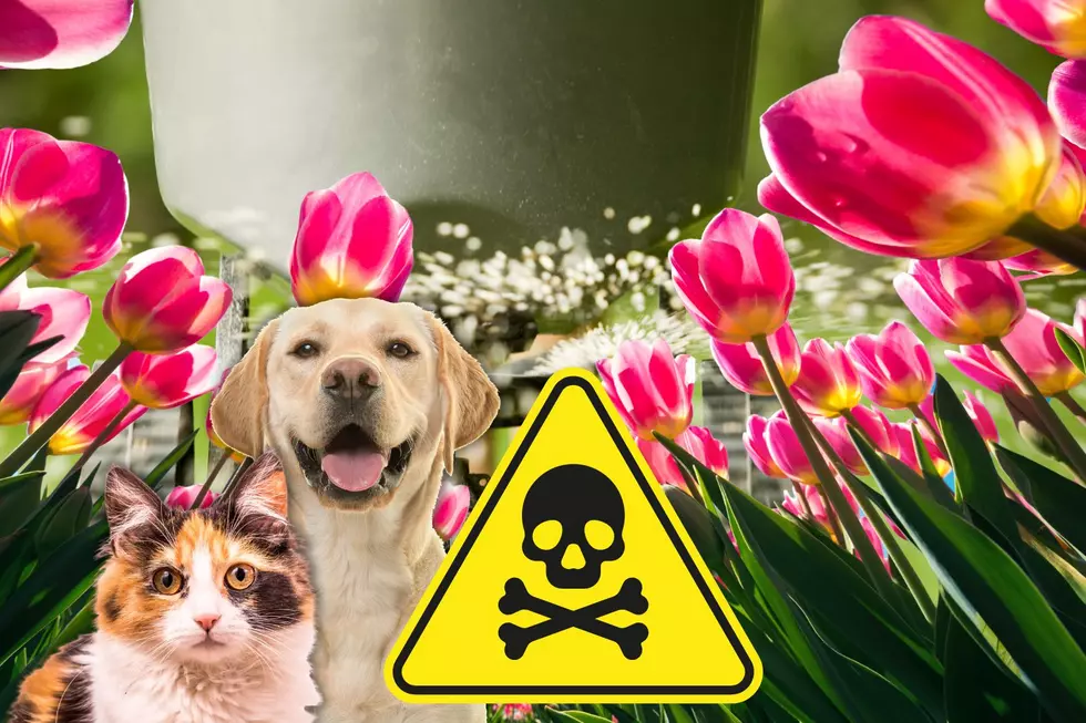 These Gardening Items and Oklahoma Plants Are Toxic for Pets