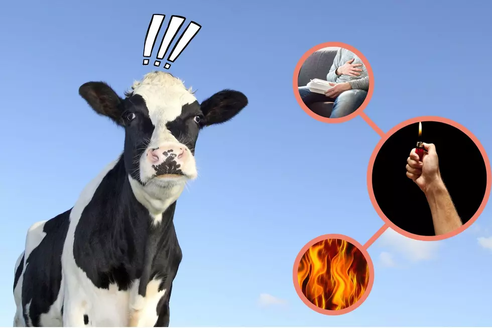 Holy Cow! This Viral bovine is burning up the internet! 