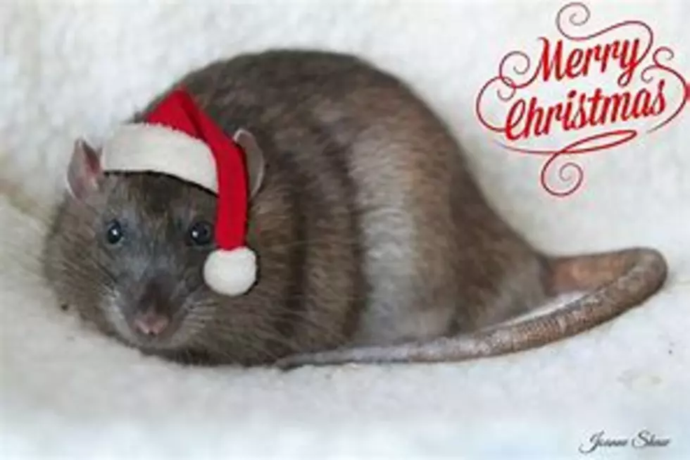 In Montana, It’s Illegal to Give a Rat as a Present ~ and other strange laws