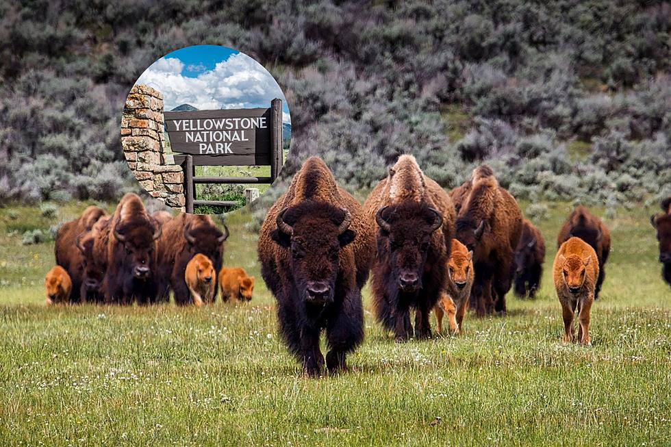 How To Avoid Death By Bison On Your Montana Vacation