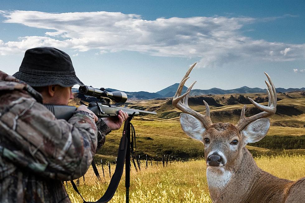 In Montana: Can You Hunt For Deer Off-Season?
